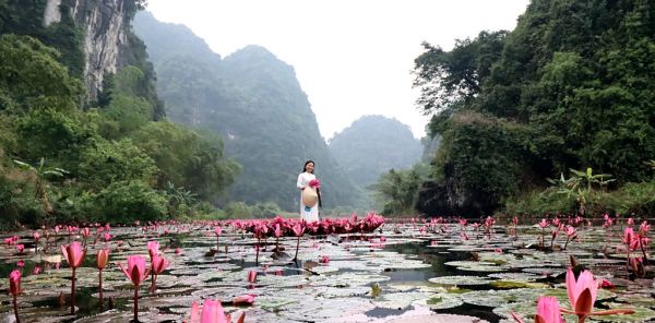 Du lịch mùa Thu - Ninh Bình - mùa hoa sen nở rộ